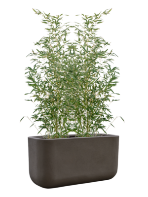 Phyllostachys bissetii en Baq Seren