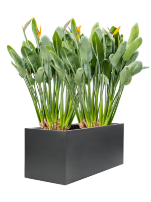 Strelitzia reginae en Stretto
