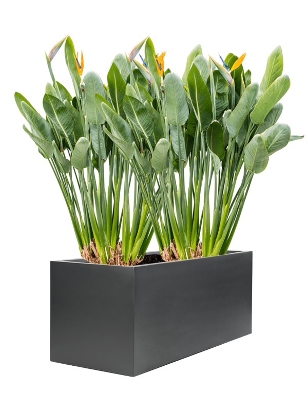 Strelitzia reginae en Stretto, Luca Lifestyle