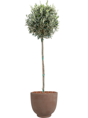 Olea europaea en Terra Cotta Kevin