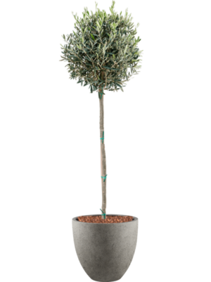 Olea europaea en Grigio