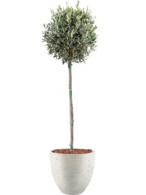 Olea europaea en Grigio