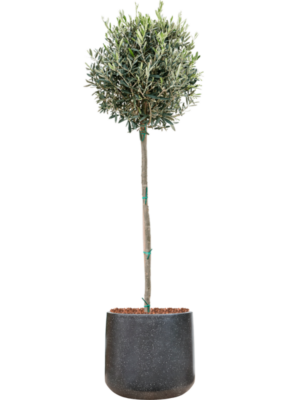 Olea europaea en Baq Terrazzo