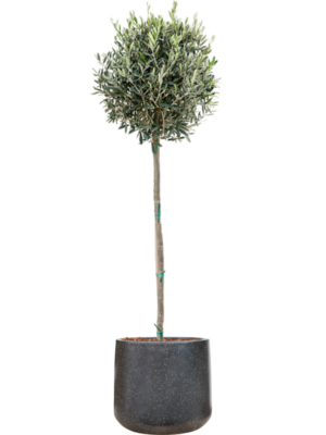 Olea europaea en Baq Terrazzo