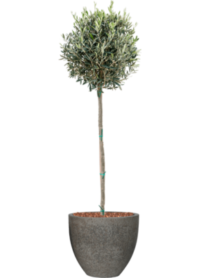 Olea europaea en Cement & Stone