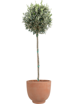 Olea europaea en Terra Cotta Kevin