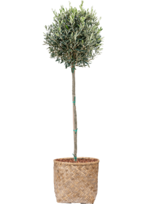 Olea europaea en Bohemian