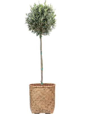 Olea europaea en Bohemian