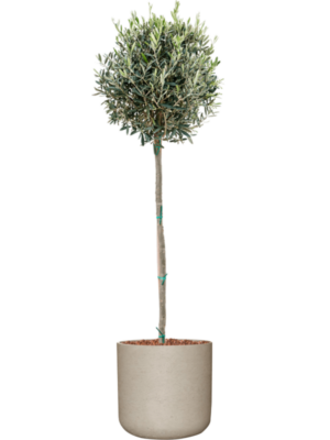 Olea europaea en Rough