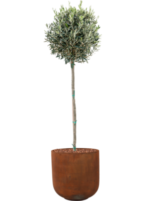 Olea europaea en Static (GRC)