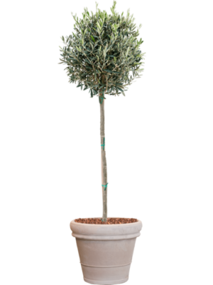 Olea europaea en Terra Cotta