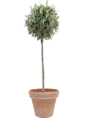 Olea europaea en Terra Cotta