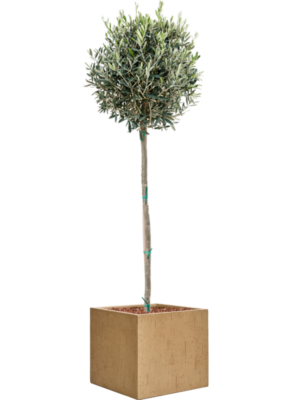 Olea europaea en Baq Raindrop