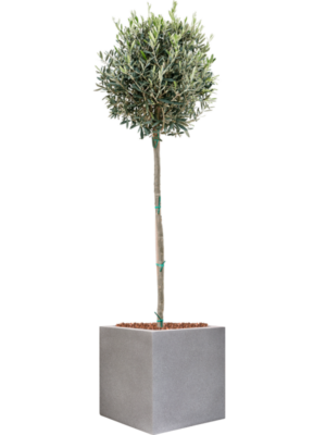 Olea europaea en Cubicae Urban