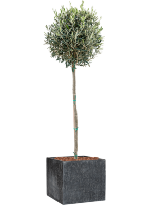 Olea europaea en Baq Raindrop