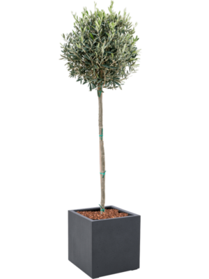 Olea europaea en Grigio