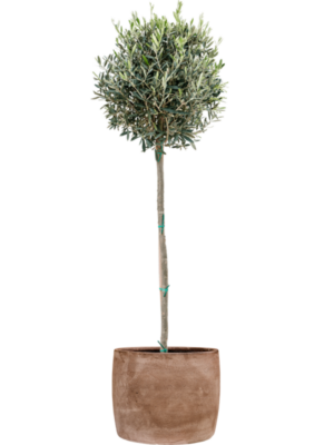 Olea europaea en Baq Algar