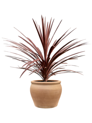 Cordyline australis 'Red Star' en Terra Antica