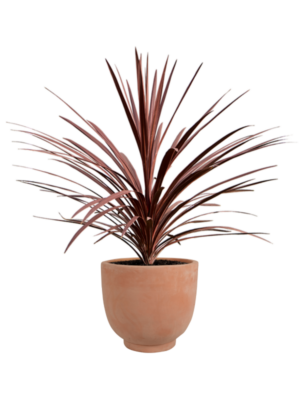 Cordyline australis 'Red Star' en Terra Cotta Kevin