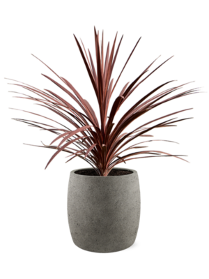 Cordyline australis 'Red Star' en Grigio