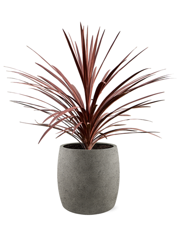 Cordyline australis 'Red Star' en Grigio, Luca Lifestyle