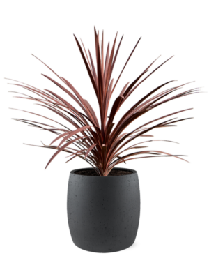 Cordyline australis 'Red Star' en Grigio