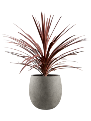 Cordyline australis 'Red Star' en Grigio