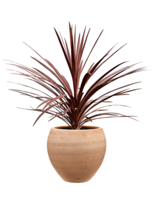 Cordyline australis 'Red Star' en Terra Moderna
