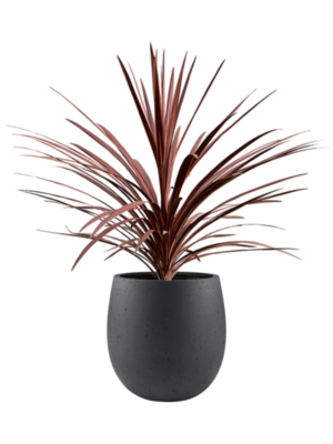 Cordyline australis 'Red Star' en Grigio
