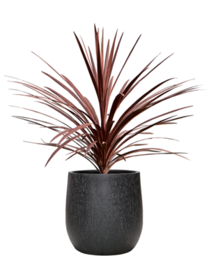 Cordyline australis 'Red Star' en Baq Raindrop