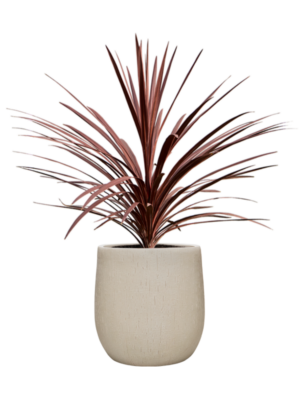 Cordyline australis 'Red Star' en Baq Raindrop