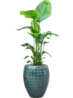 Strelitzia nicolai (100-120) en Laos