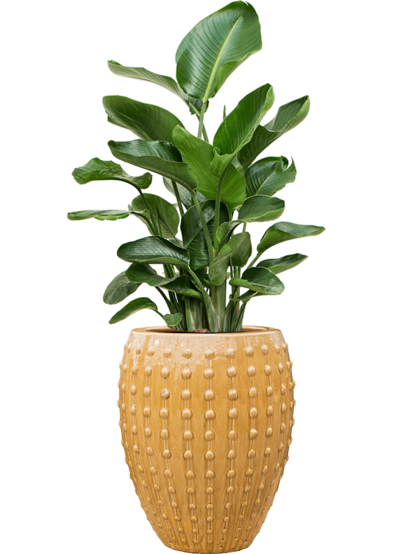 Strelitzia nicolai en Laos, Private label