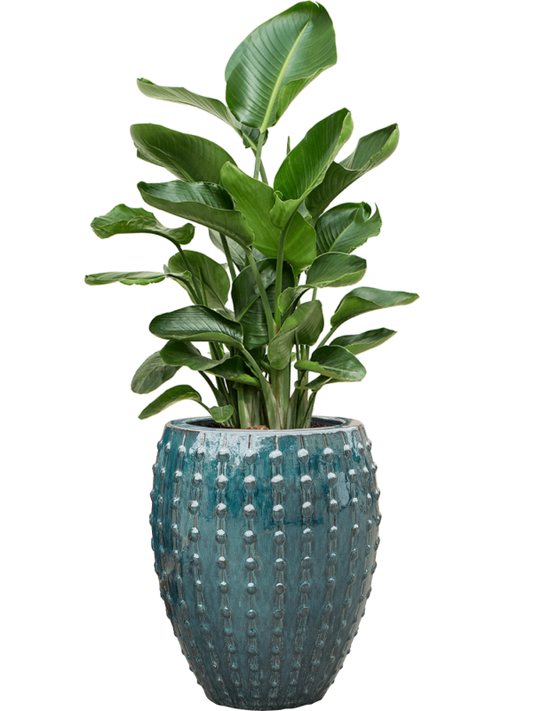 Strelitzia nicolai en Laos, Private label