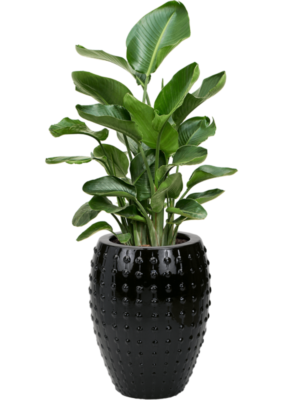 Strelitzia nicolai en Laos, Private label