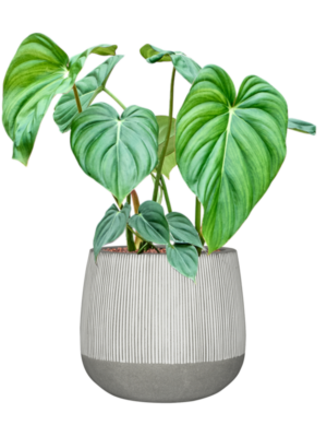 Philodendron 'Mc Dowell' en Ridged