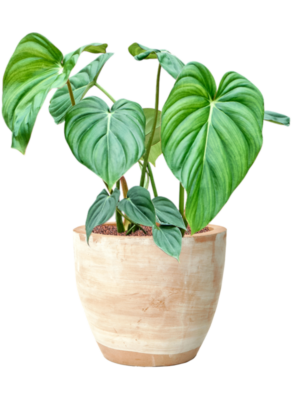 Philodendron 'Mc Dowell' en Terra Cotta