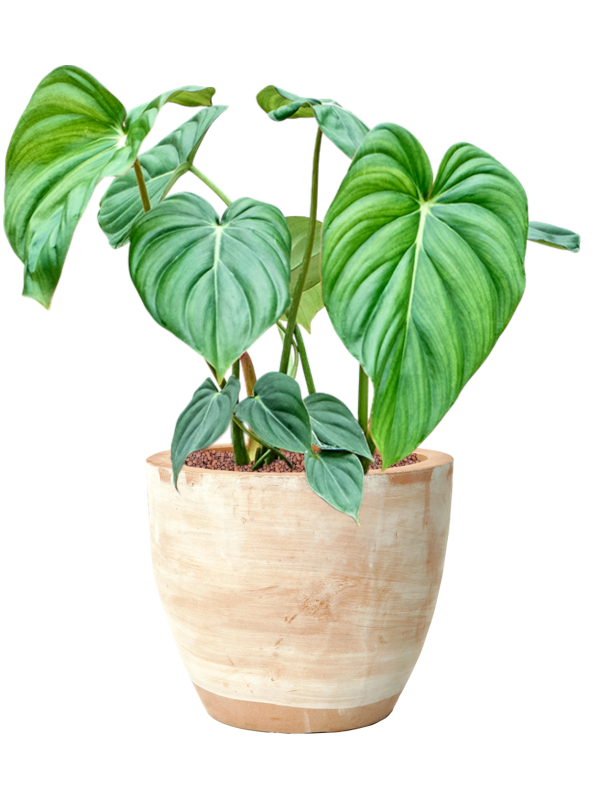 Philodendron 'Mc Dowell' en Terra Cotta, Ter Steege