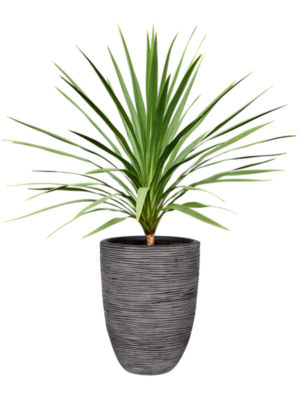 Cordyline australis 'Peko' (120-140) en Capi Nature Rib NL