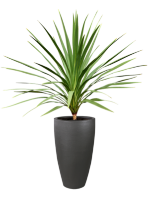 Cordyline australis 'Peko' (120-140) en Plain