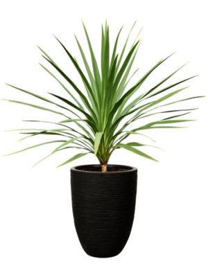 Cordyline australis 'Peko' (120-140) en Capi Nature Rib NL