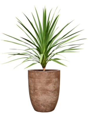 Cordyline australis 'Peko' (120-140) en Baq Algar