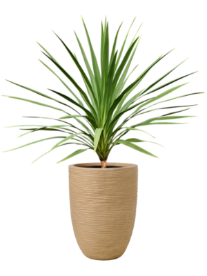 Cordyline australis 'Peko' (120-140) en Capi Nature Rib NL