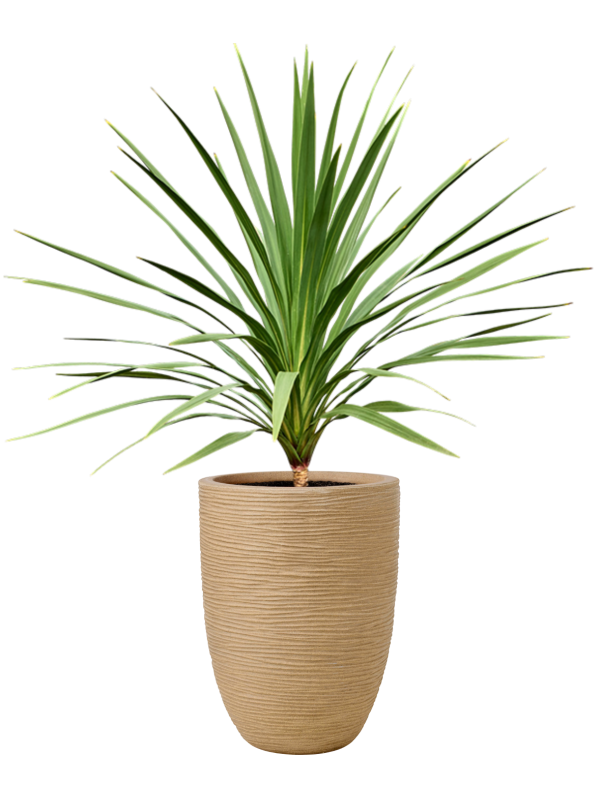 Cordyline australis 'Peko' (120-140) en Capi Nature Rib NL