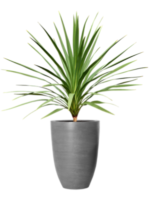 Cordyline australis 'Peko' (120-140) en Fiberstone