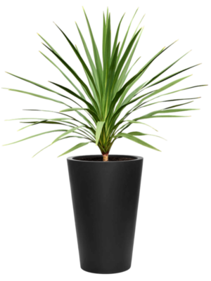 Cordyline australis 'Peko' (120-140) en Fiberstone
