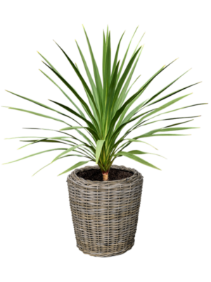 Cordyline australis 'Peko' (120-140) en Drypot Rattan
