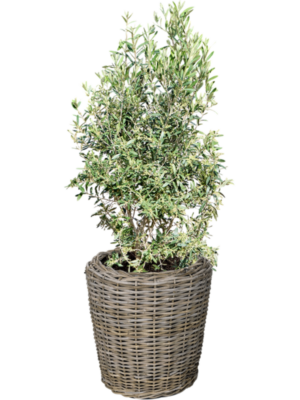 Olea europaea (120-130) en Drypot Rattan