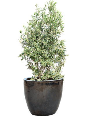 Olea europaea (120-130) en Plain