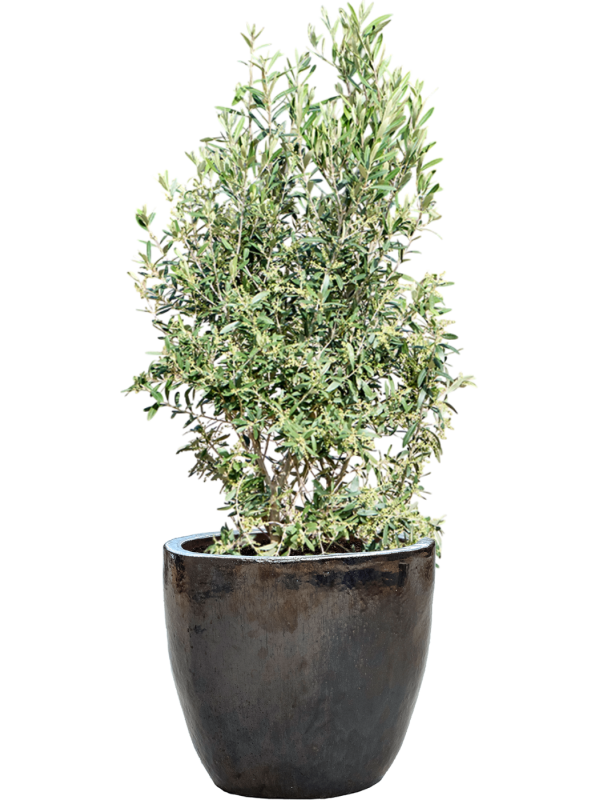 Olea europaea (120-130) en Plain, Private label